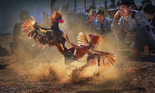 Đá gà mang lại nguồn thu nhập giá trị